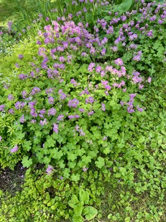 Säljarens bilder