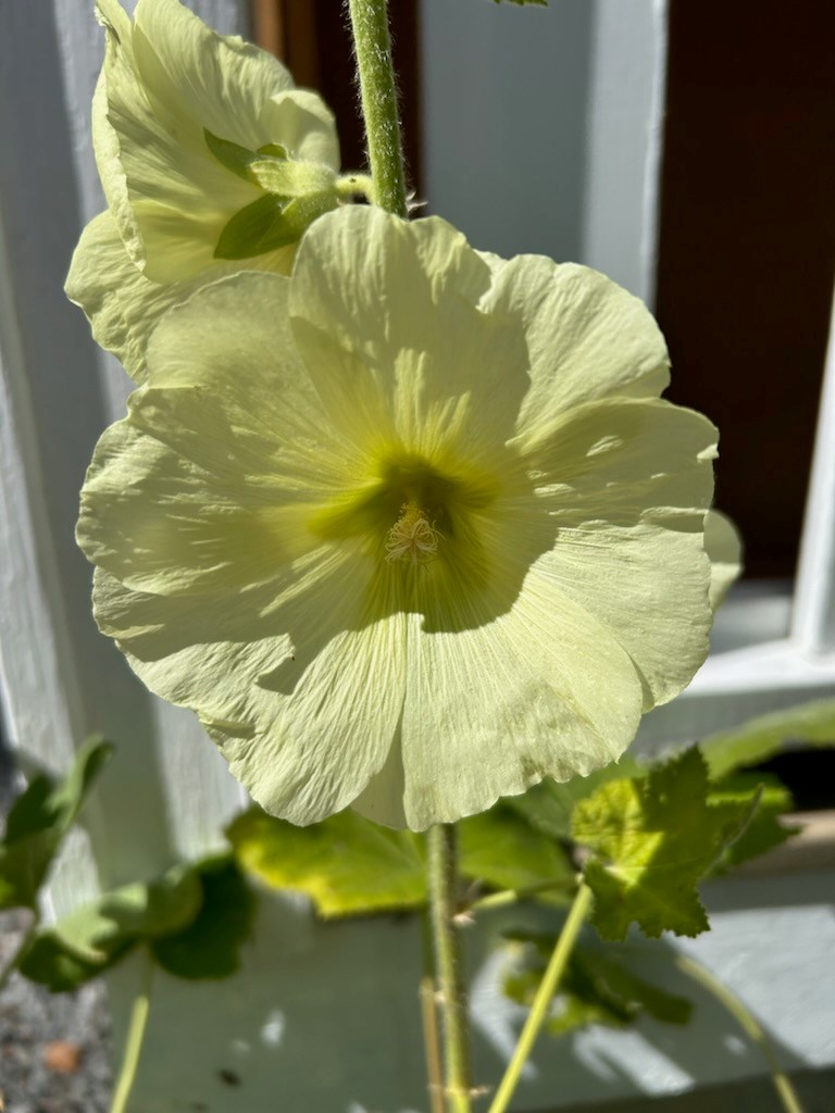 Stockros