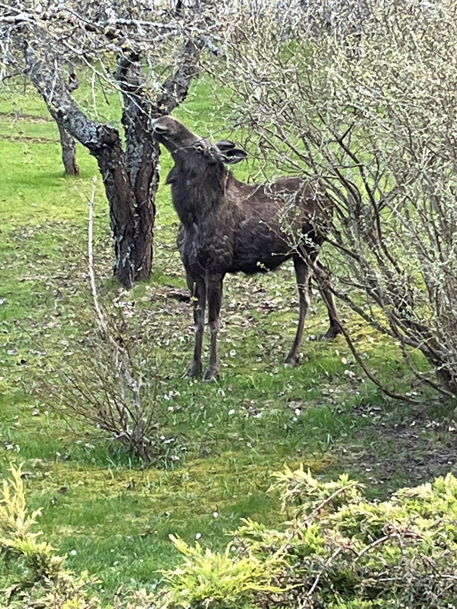 Bostadsbild från Minkvägen 6, Kommande i Evlinge, Värmdö