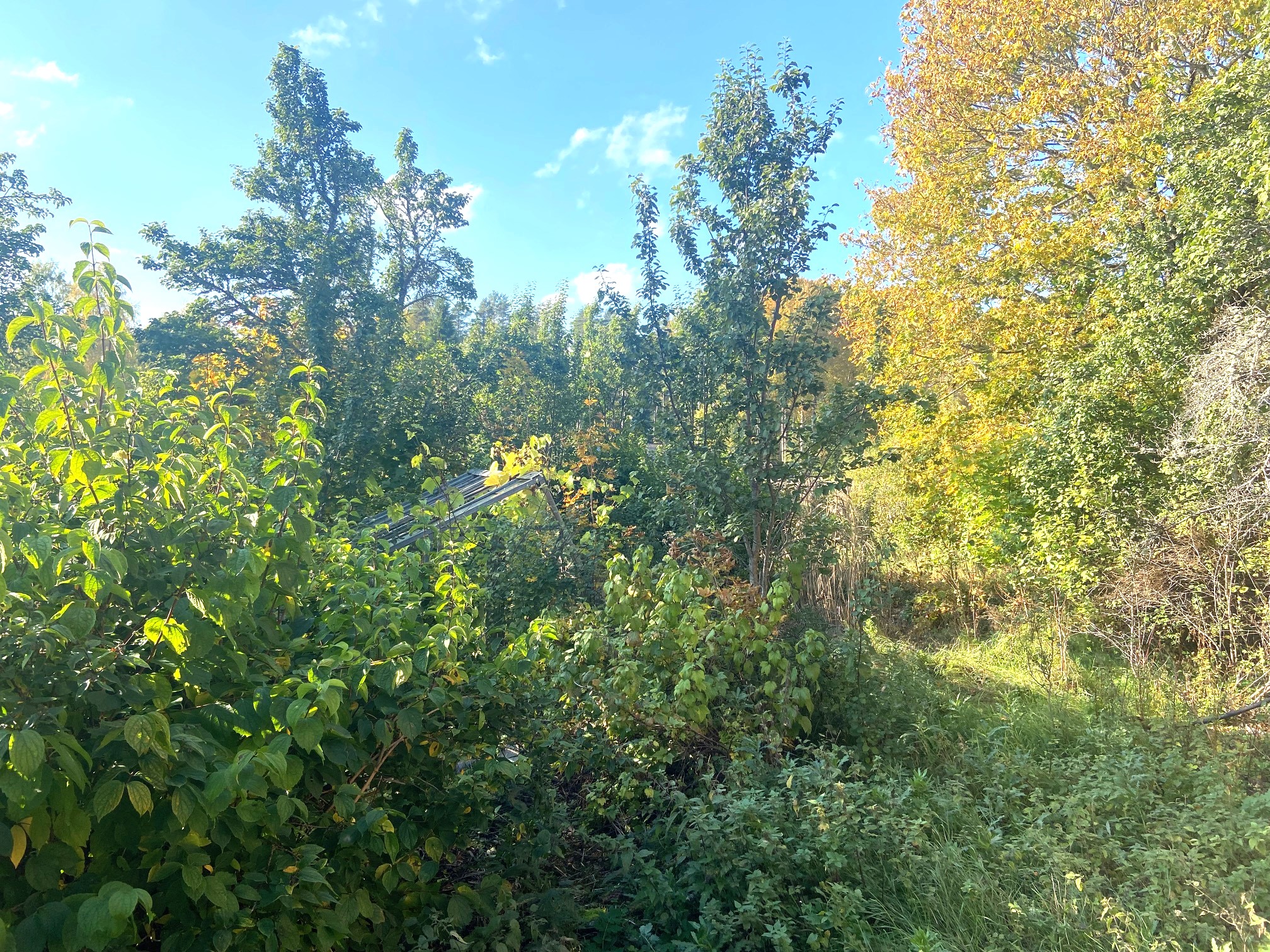 Del av trädgården