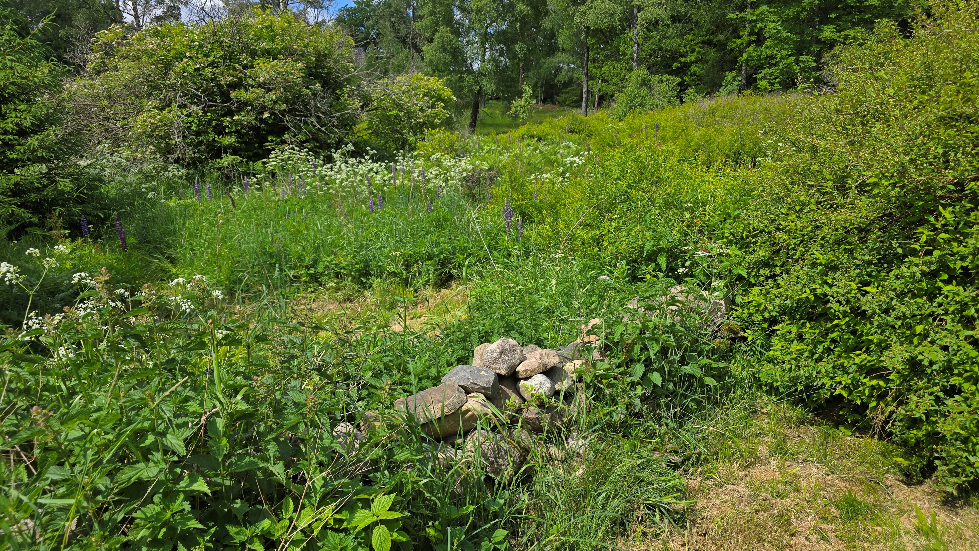 088 tomt-vegetation