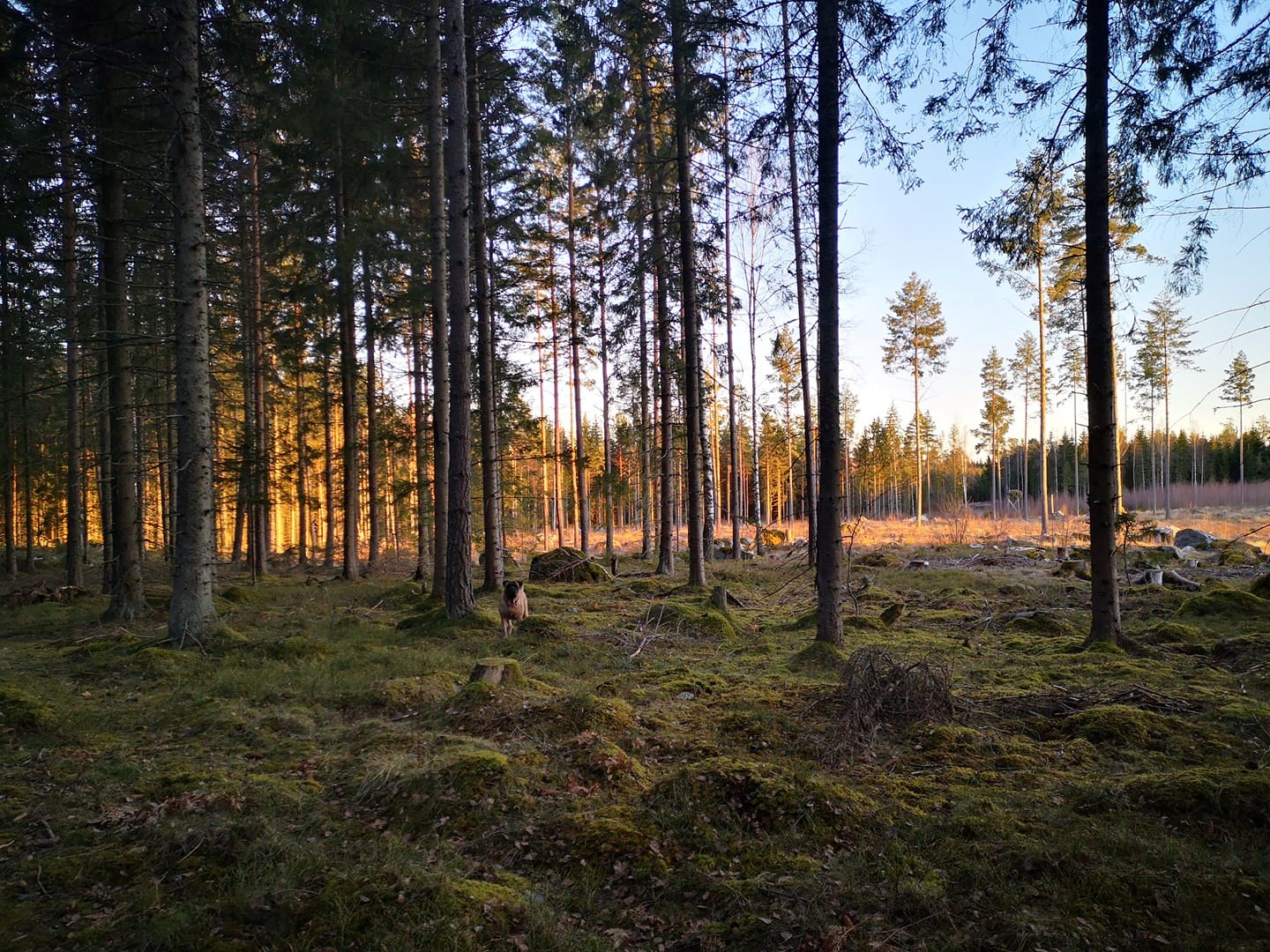 Bilder från Munga samfällighet