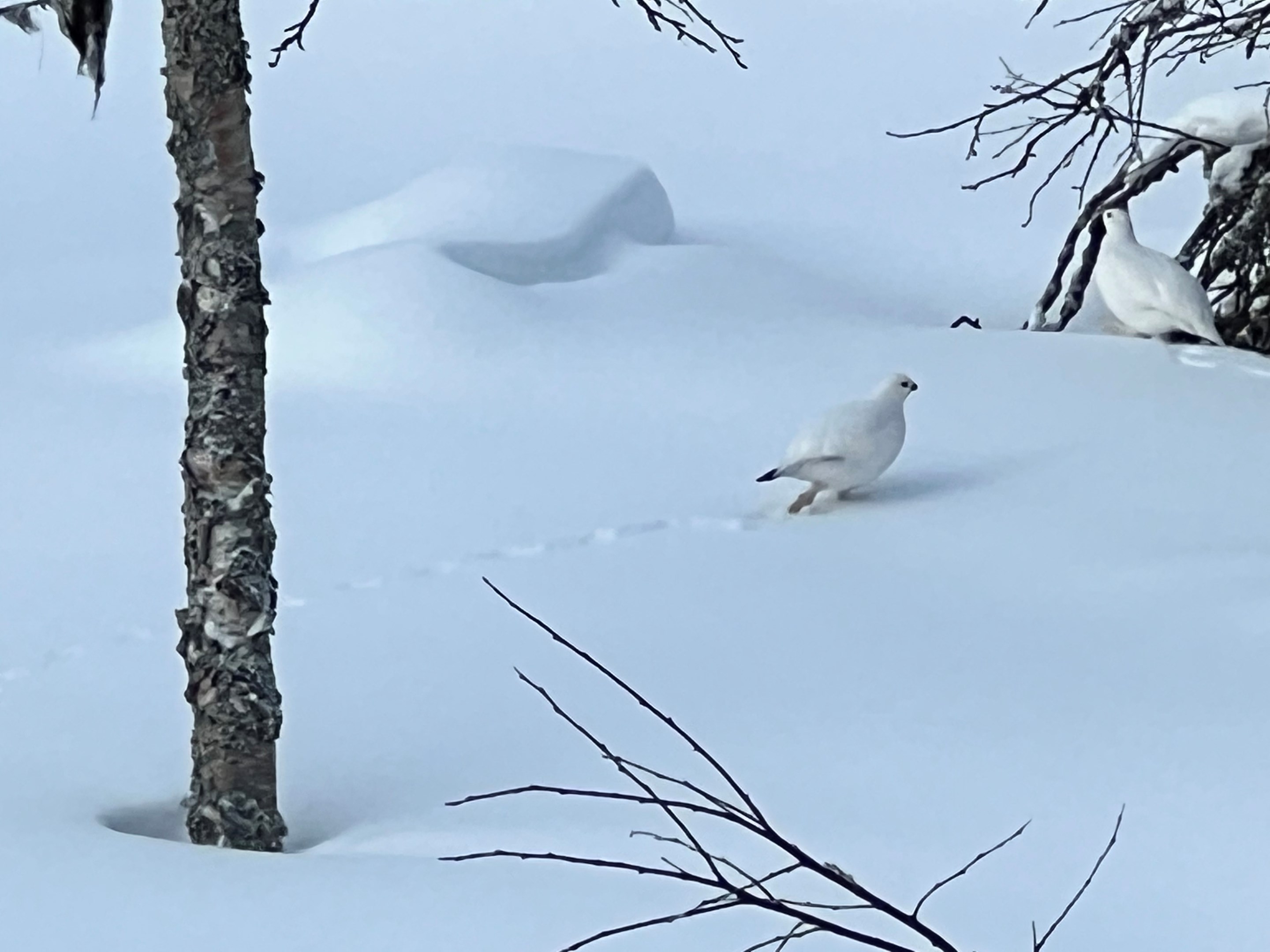 Snöripa