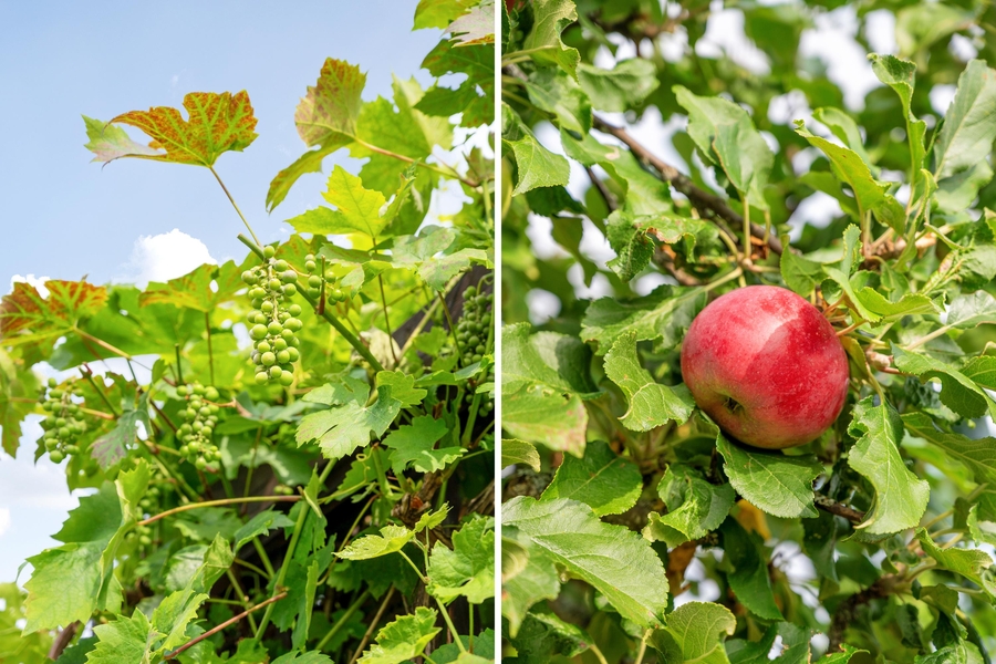 Druva/äpple