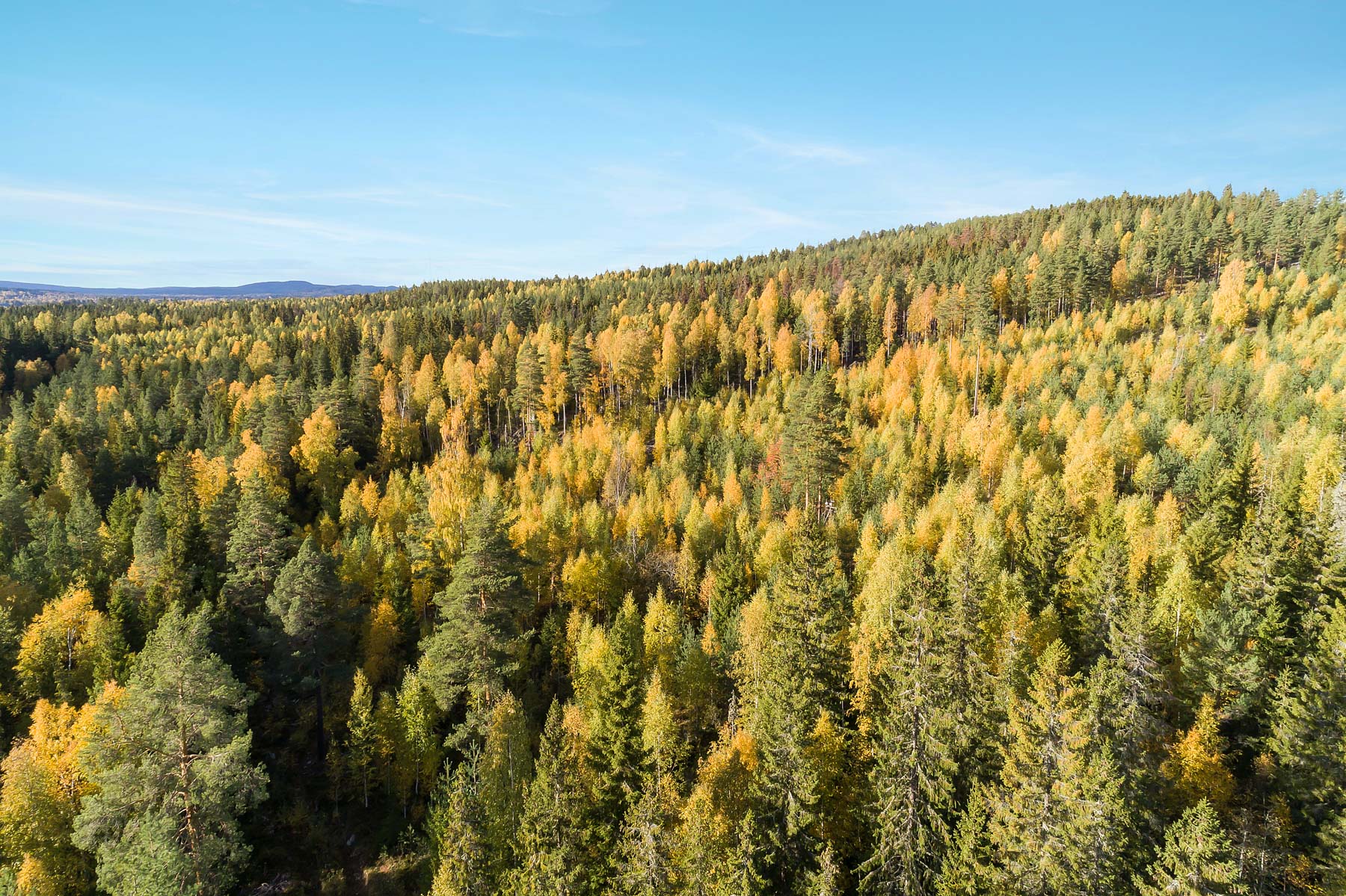 Generell bild skog