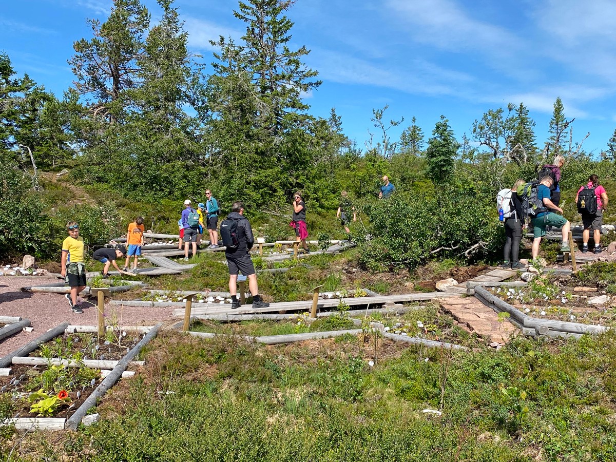 Sälen Botaniska utmed Kungsleden