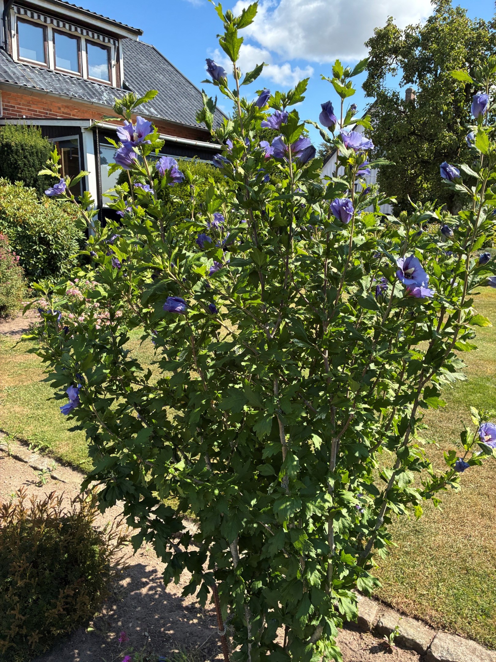 Blomsterprakt
