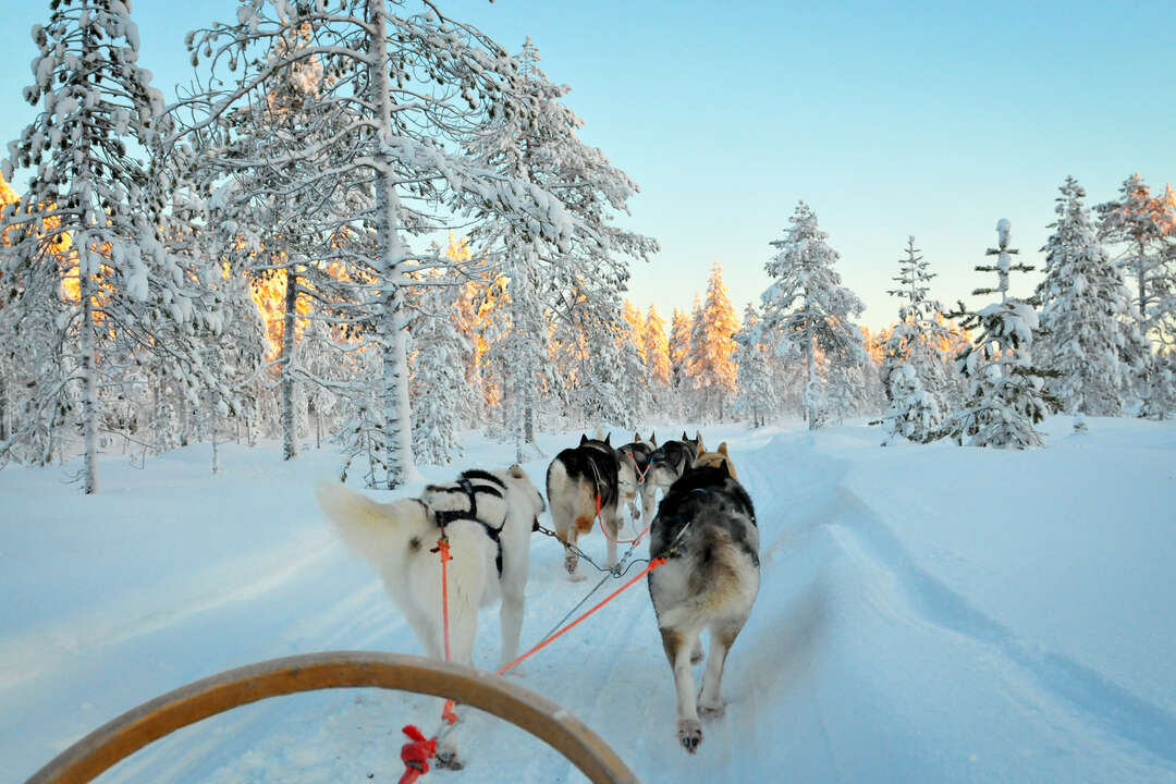 Hundspann, skoterturer, snowkite etc