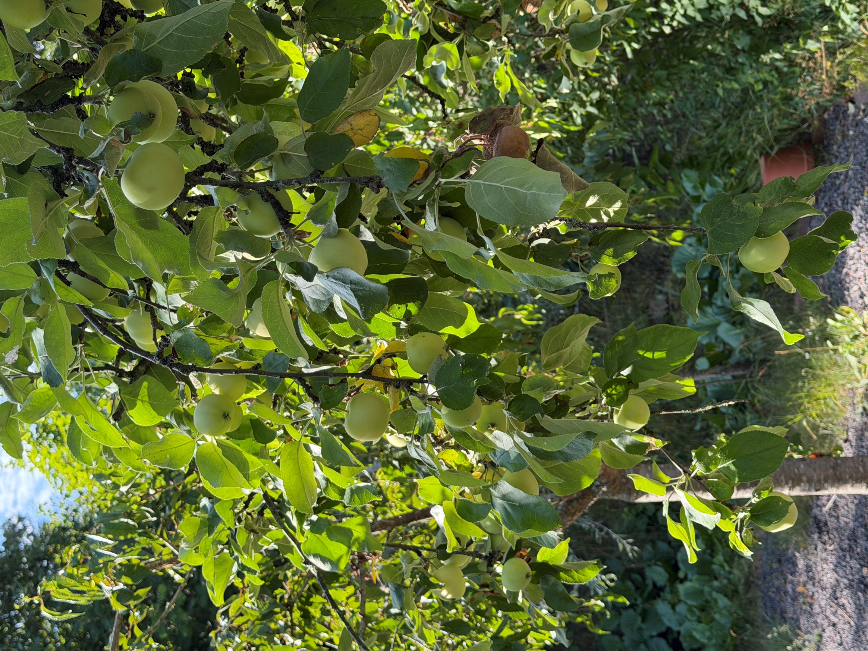 Flera fruktträd