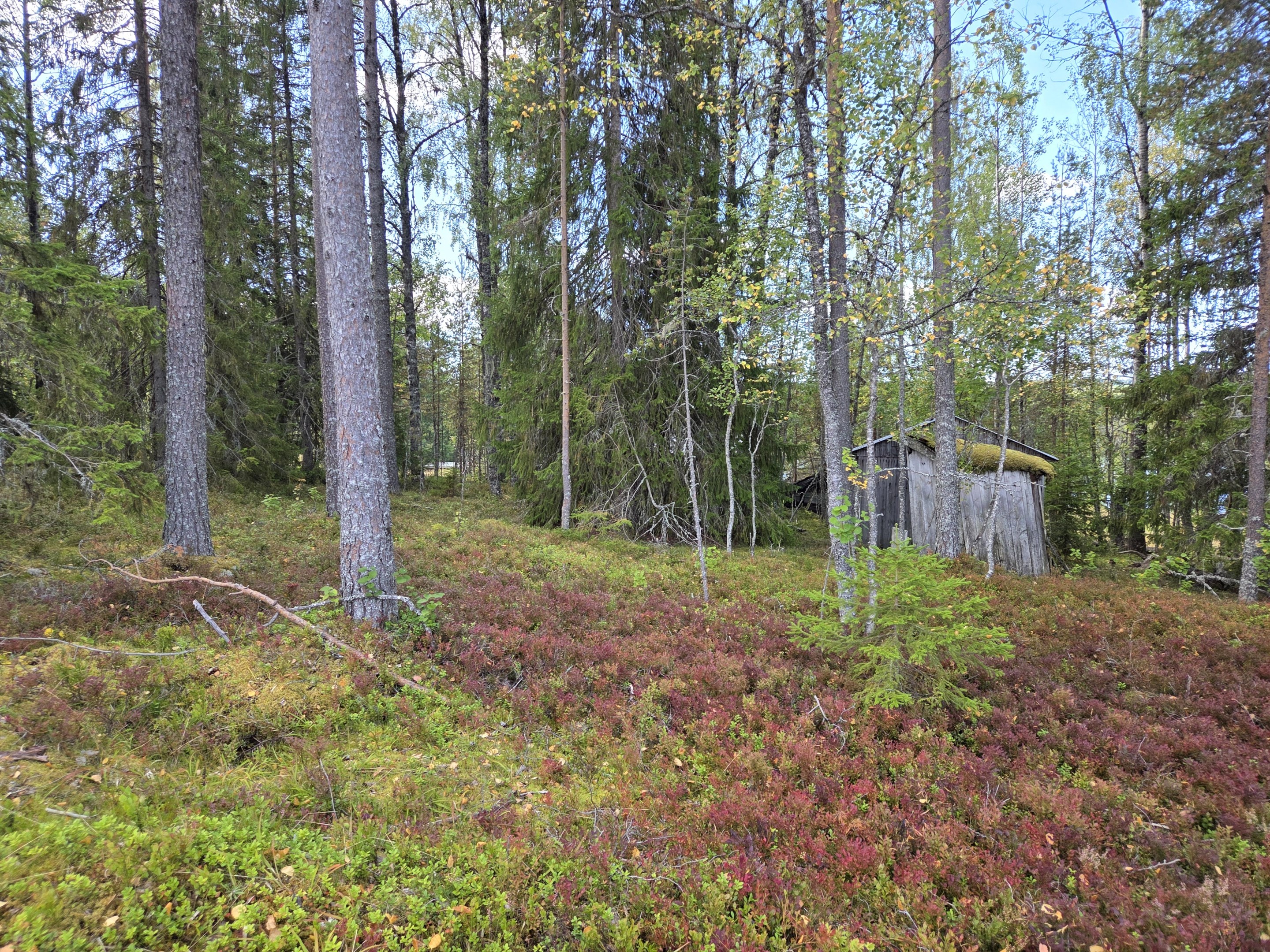 Vybild