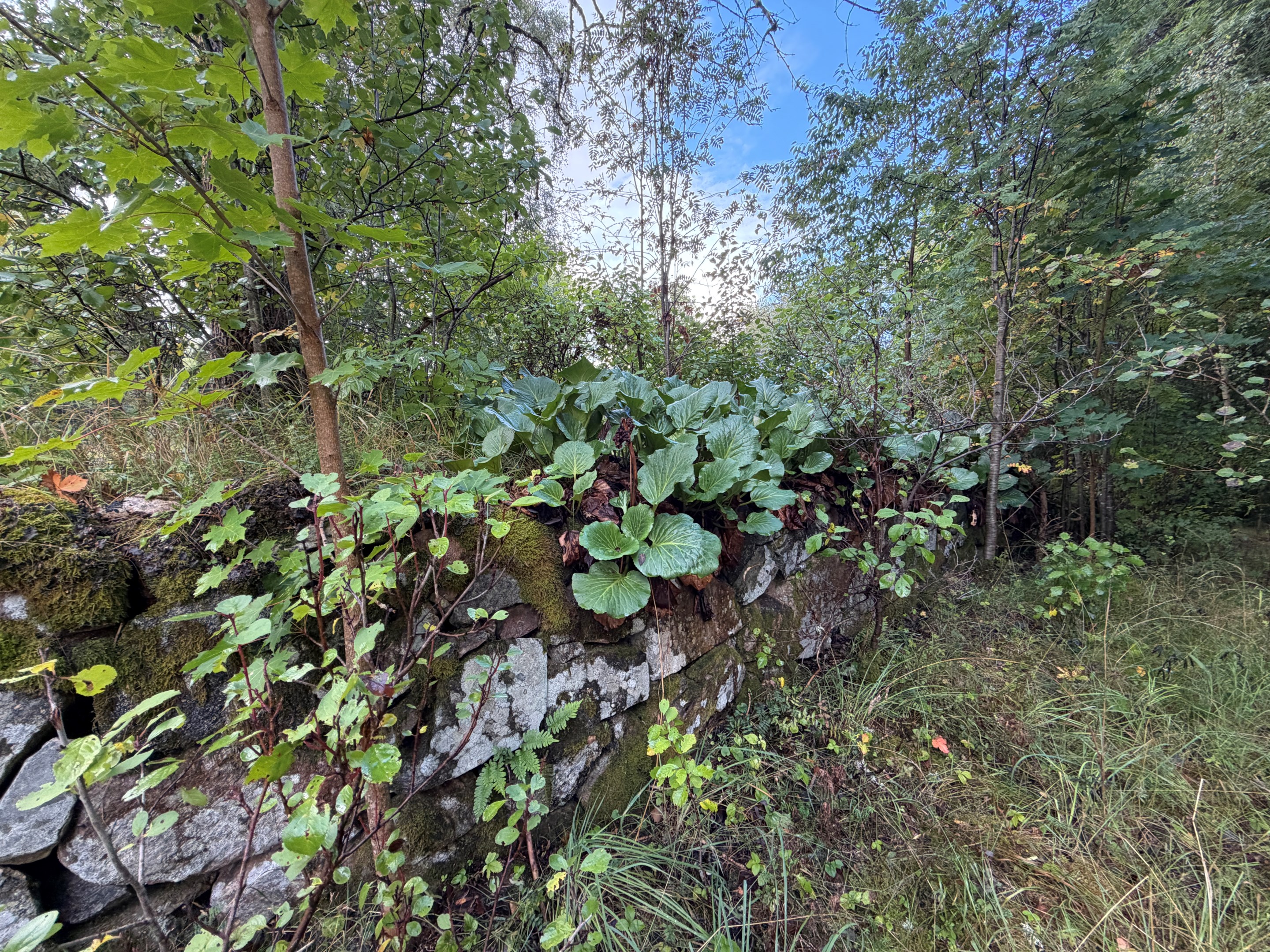 och stenmur - Småland!