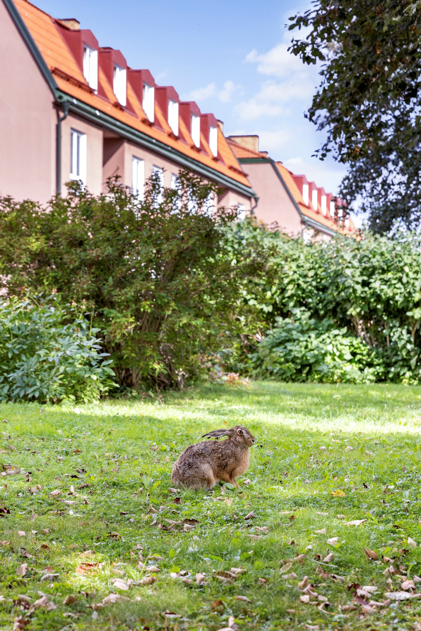 Bostadsbild från Hjalmar Brantingsgatan 29, Kommande i Fålhagen, Uppsala