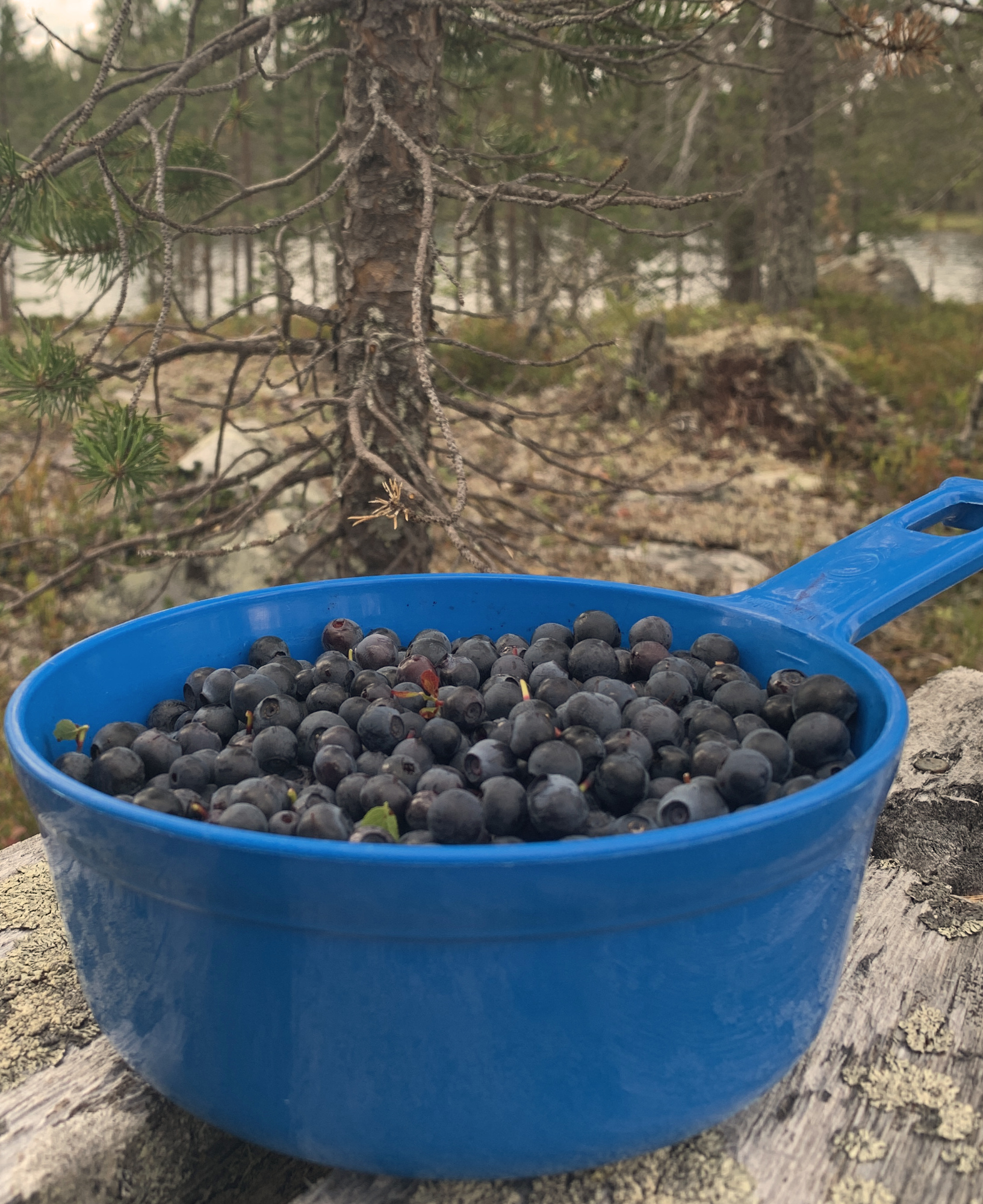 LSJ.Blåbär fjällvattnet