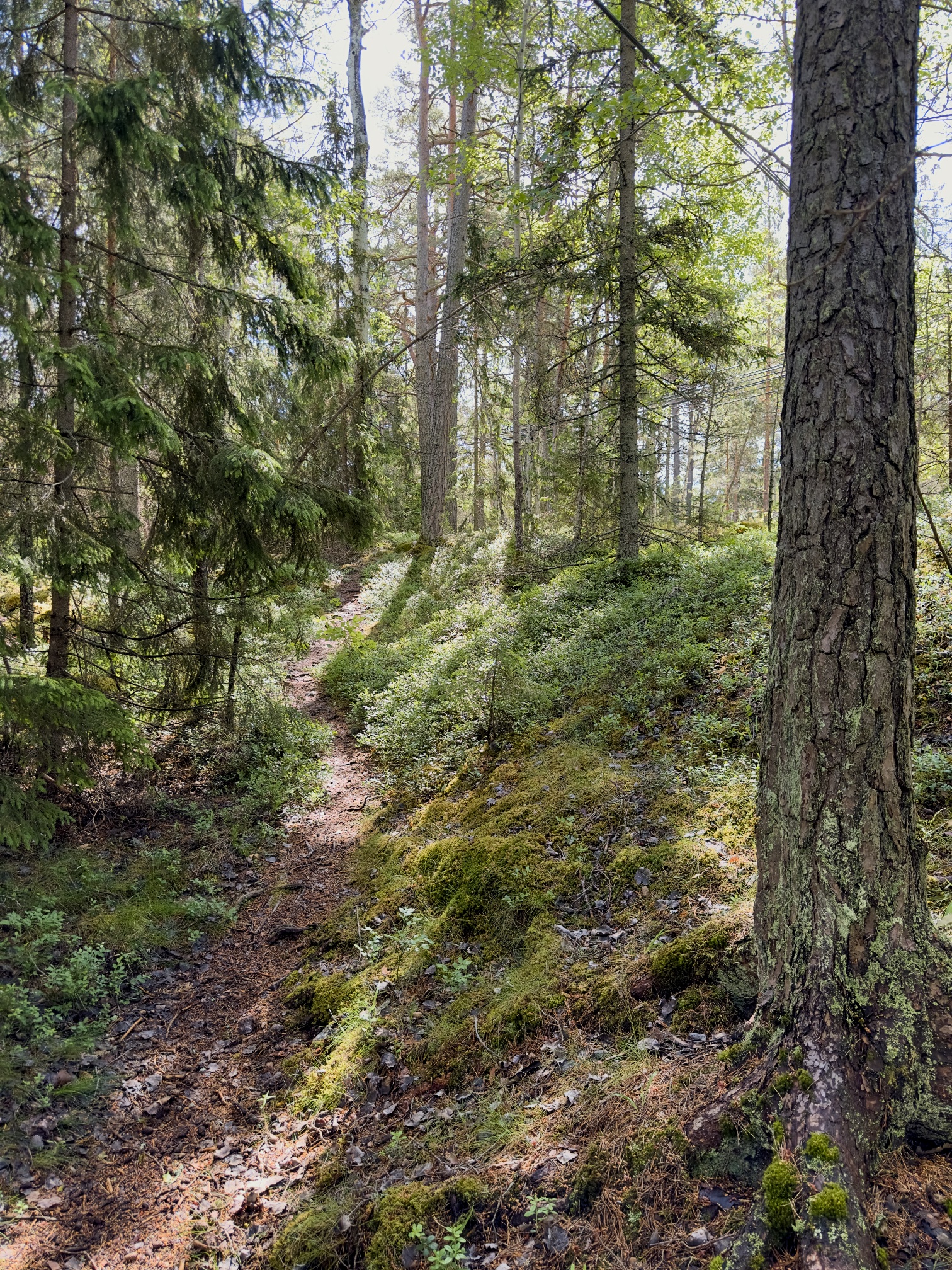 Fantastiska promenader längs skärgårdshällar och blåbärssnår