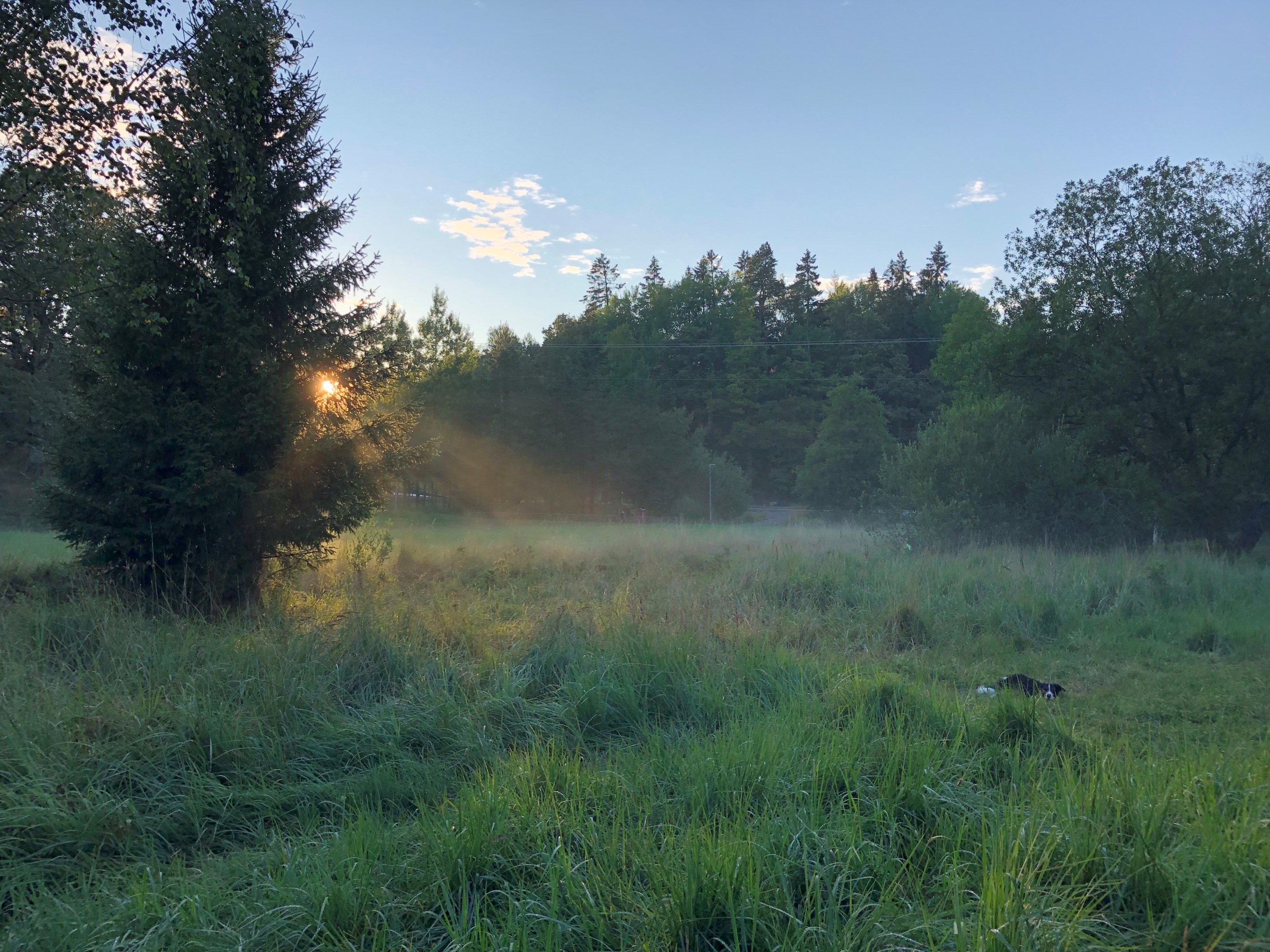 Trädgården möter fin ängsmark