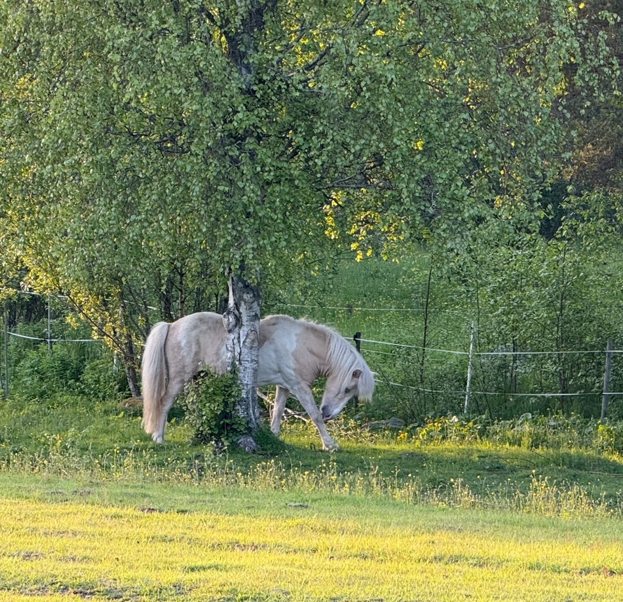 Älvtået
