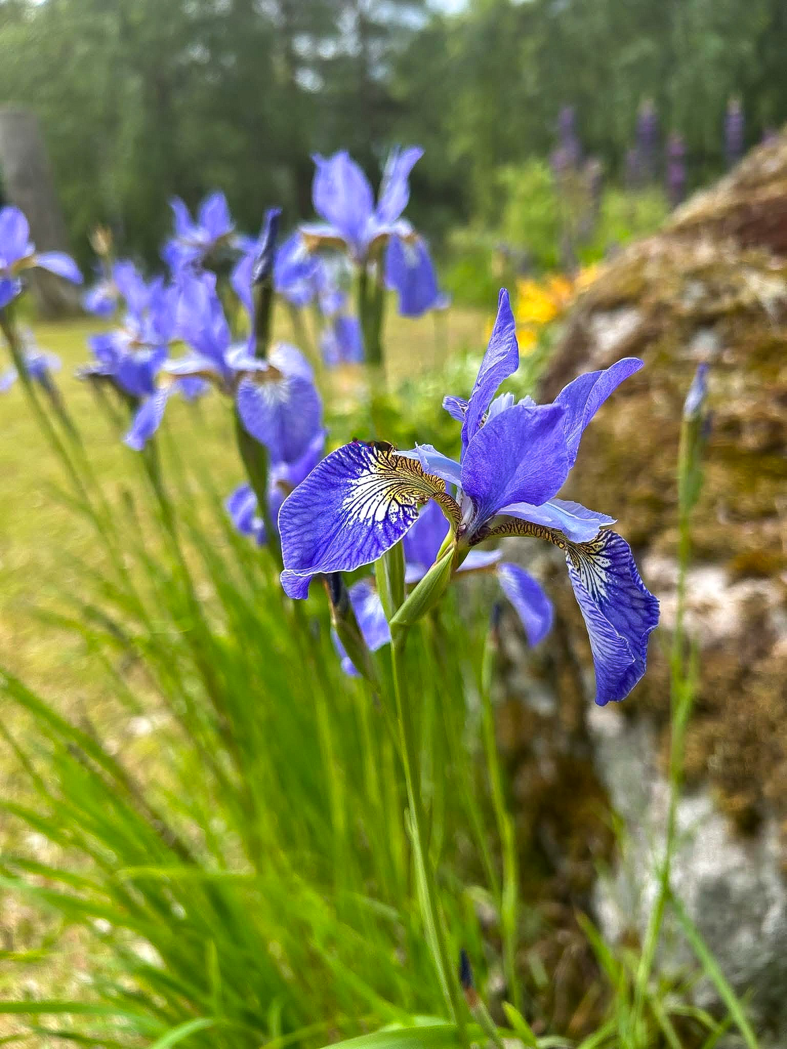 Säljarens bilder
