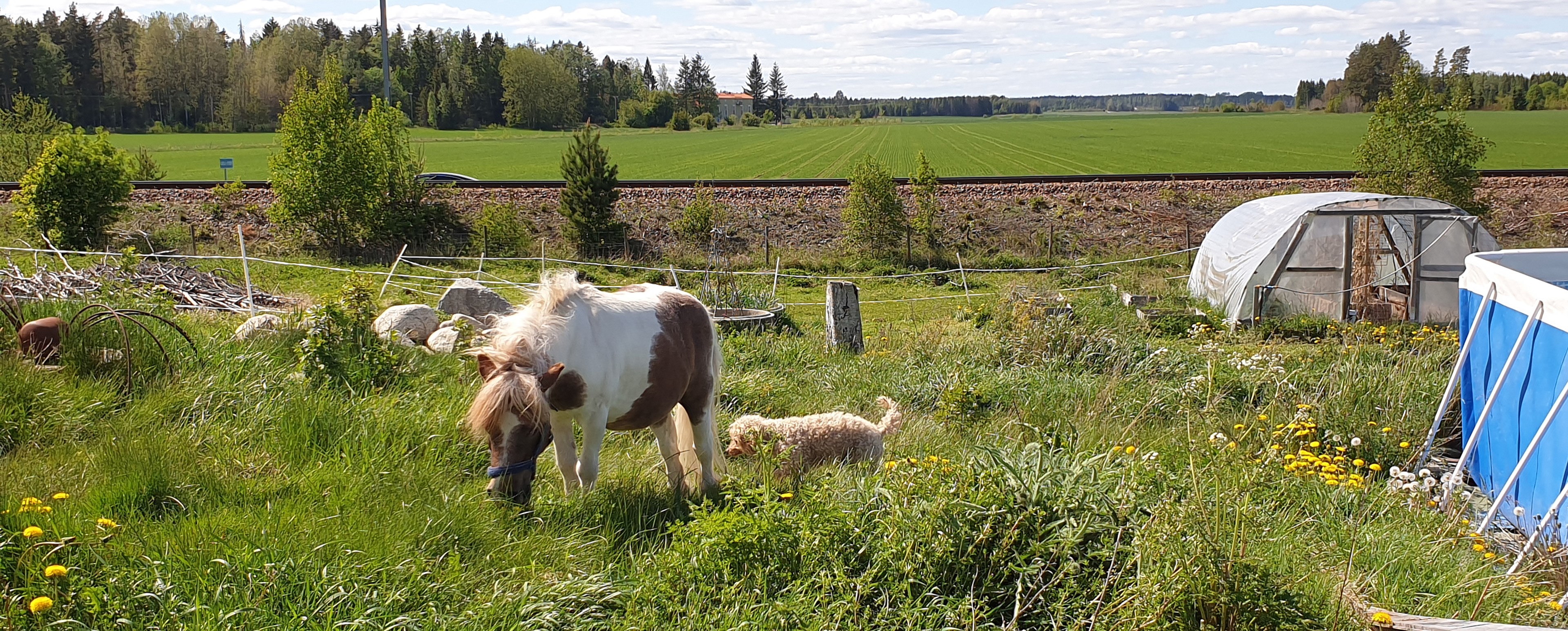 Ha de fyrbenta vännerna in på knuten