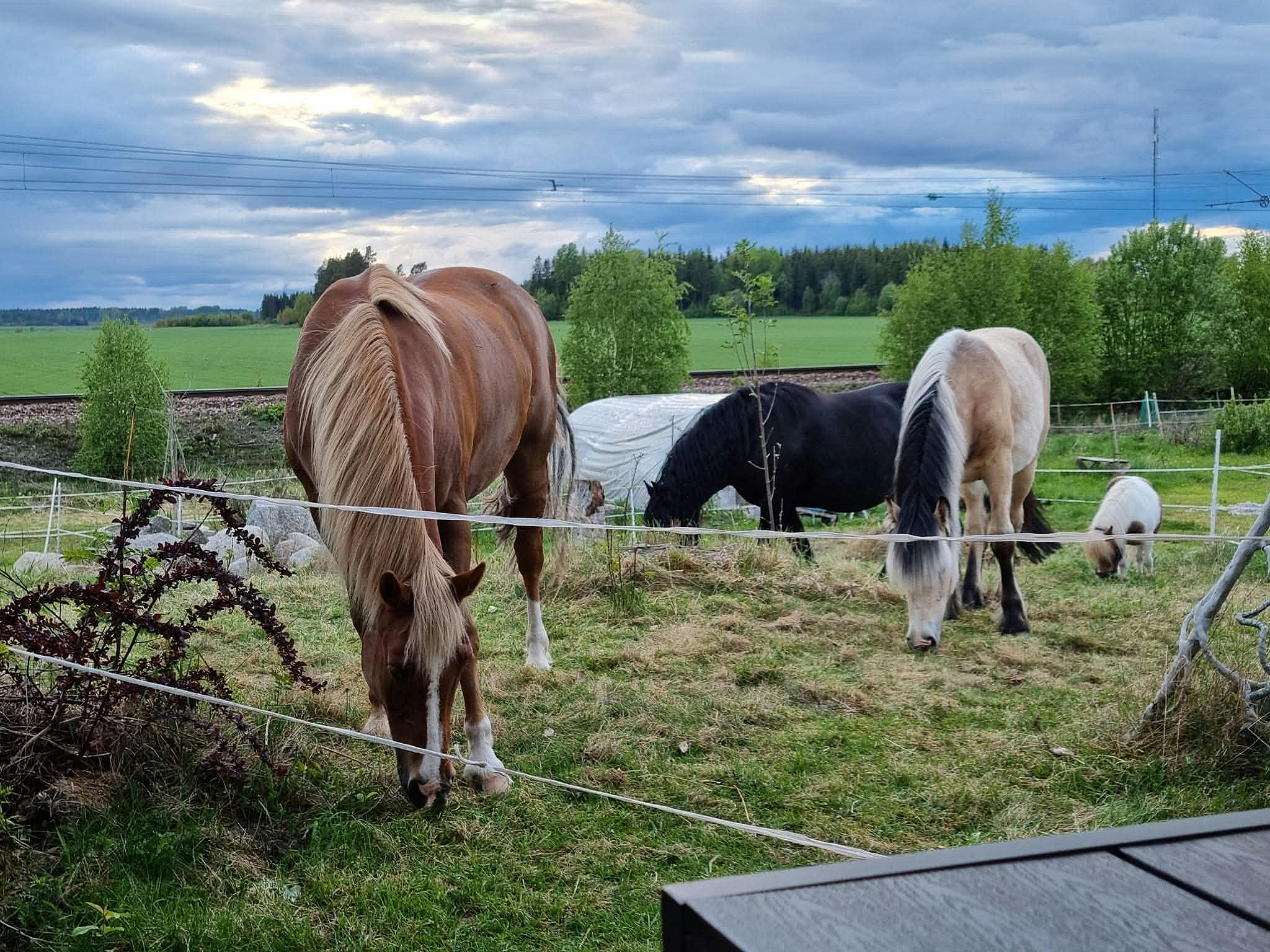 Plats för fyrbenta vänner