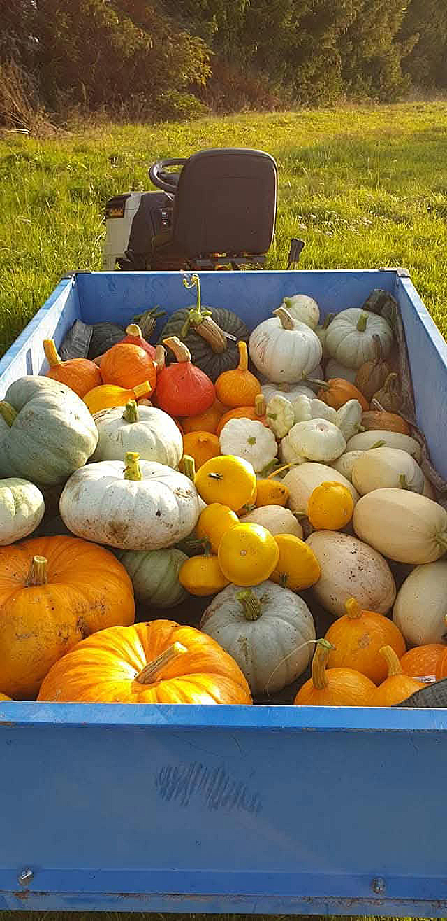 Pumpa skörd