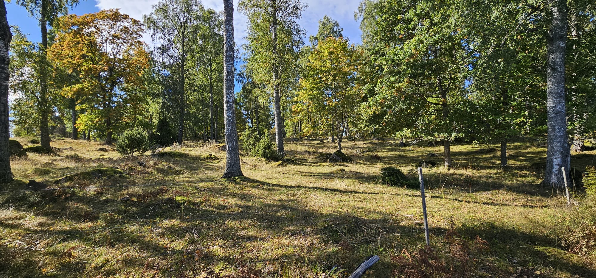 Hage längs tomtväg