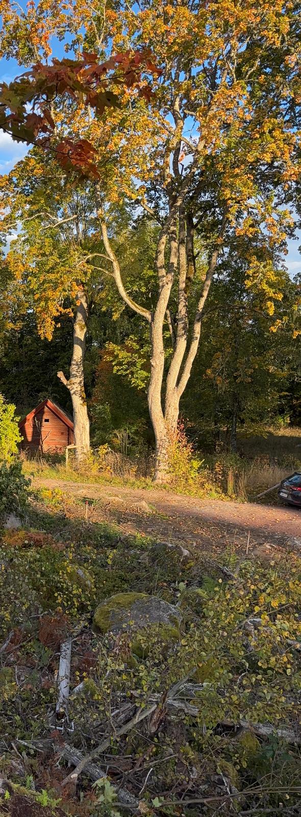 Träd längs tillfartsväg